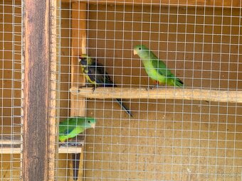 Papoušek nadherny - 4