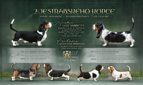 Štěňata basset hound - 4