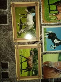 Prodám 12 starých nepoužitých pohlednic s koňmi - 4