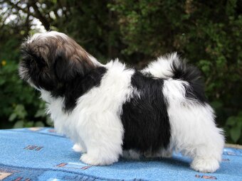 Shih-tzu, ši-tzu , shih tzu, ši-cu - štěňátka s PP FCI - 4