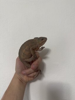 Furcifer pardalis - Chameleon pardálí - 4