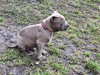 Americký pitbulterier pitbul pitbull - 4