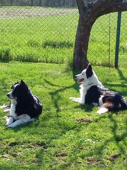Border Kolie - 4