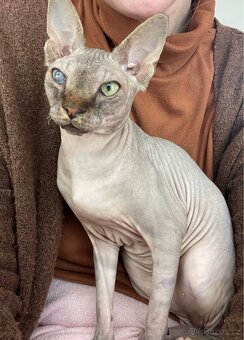 Roční kocourek Sphynx - 4
