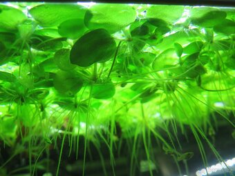 Akvarijní rostlina - plovoucí - Limnobium laevigatum - 4