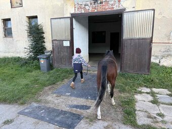 Atraktivní Welsh Pony (B) - 4
