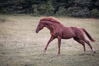 Predam žrebca anglickeho plnokrvnika A1/1 - 4