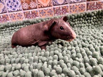 Samečci skinny morčátek - 4