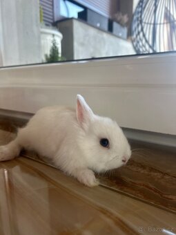 Zakrslý kralicek - 4