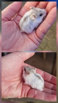 Mláďata křečka džungarského - 4