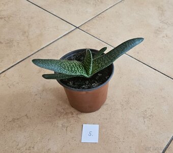 Sukulenty Gasteria - 4