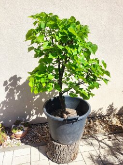 Tvarovaný strom, bonsai, niwaki, yamadori - 4