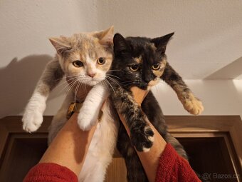 Skotské klapouché holčičky Straight ❣️ - 4