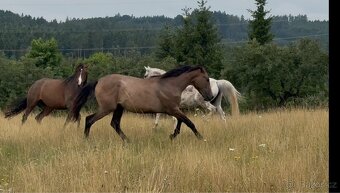Prodáme 1,5 letou klisnu Českého teplokrevníka, ČT - 4