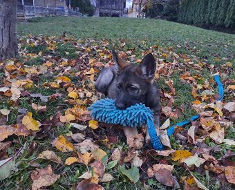 Německý ovčák - štěňata - 4