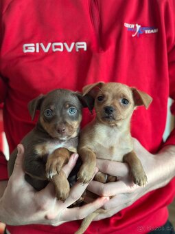 Pražský krysařík- srnčí pinc - 4