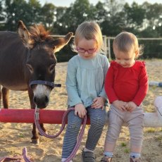 Miniaturní středozemní osel - mini oslík - 4