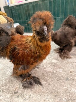 Hedvabnicka USA kohoutek - 4