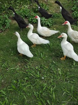 Kachna pižmová - 4