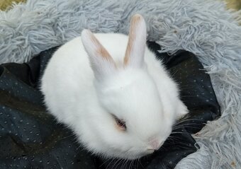 Zakrslý králíček E3 - 4