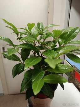 Ardísie vroubkovaná - Klíman - 4