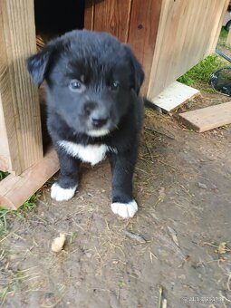 Štěňata Borderkolie a Labradora - 4