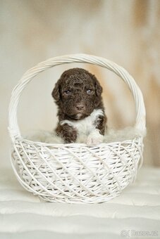 Lagotto Romagnolo s PP - 4