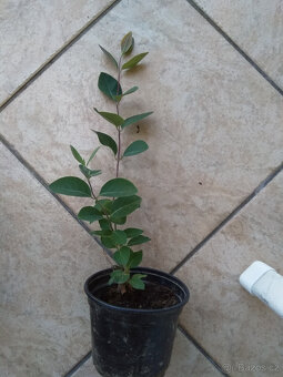 lonicera červená, pnoucí vonící dřevina, sazenice - 4
