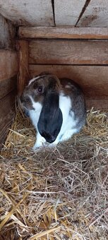 Francouzský  beran - 4