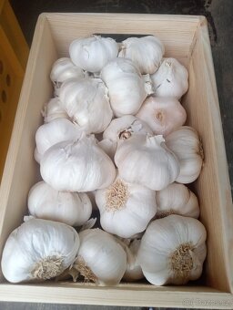 Brambory, cibule, česnek, jablka - 4