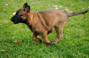 Belgický ovčák malinois s PP - 4