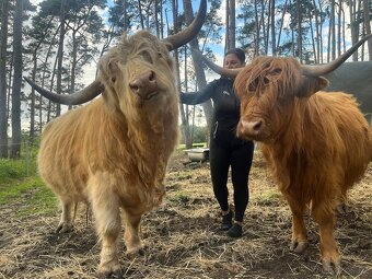 Skotský náhorní skot - 4