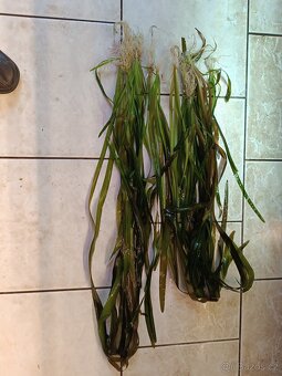 akvarijní rostliny - 4