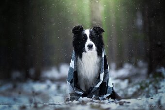 Border kolie s PP, pes ke krytí - 4