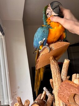 Prodám Ara Ararauna - 4