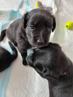 Štěňátka- Border Kolie/Labradorský Retrívr - 4