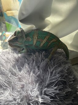 Chameleon - 4