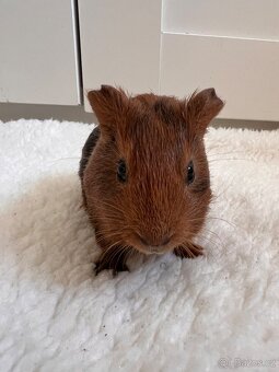 Na prodej roztomilá morčátka 🐹💛 - 4