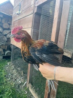 Kohouti araukana levandulová a ayam cemani - 4