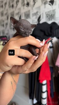 Kanadský Sphynx kaťata bez pp - 4