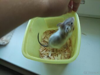 Osmák degu - 4