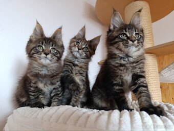 Mainská mývalí koťátka s PP - 4