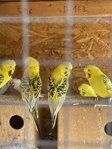 Papoušek vlnkovaný - TCB Andulka - 4