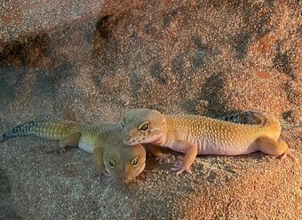 Gekončíci noční s vybaveným teráriem - 4