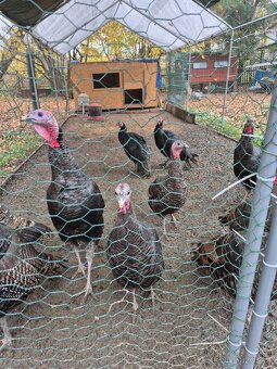 Krůty a krocani bronzovo-černí 6 měsíců - 4