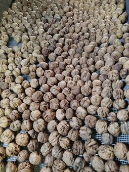 Vlašské ořechy - 4