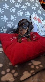 Jezevčík trpasličí - 4