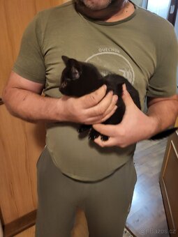 Darujeme koťátka - 4