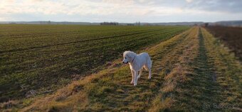 Štěně čuvač - 4