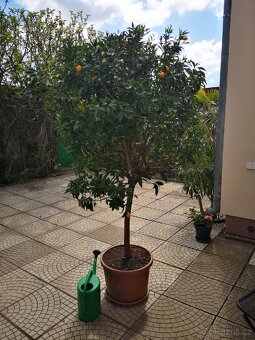 Krásný citrus - 4
